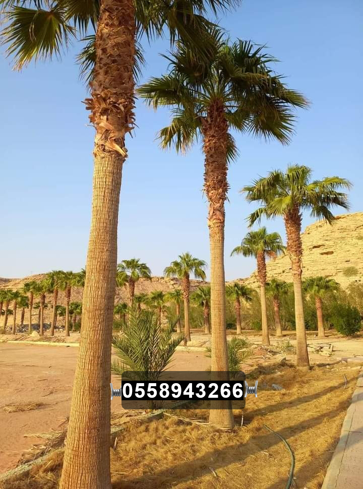 صور نخيل زينة ونخيل عربي
