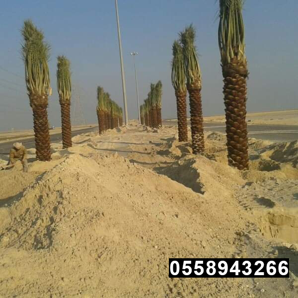 صور نخيل زينة ونخيل عربي
