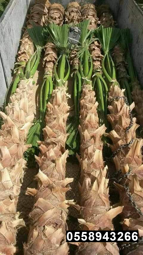 صور نخيل زينة ونخيل عربي