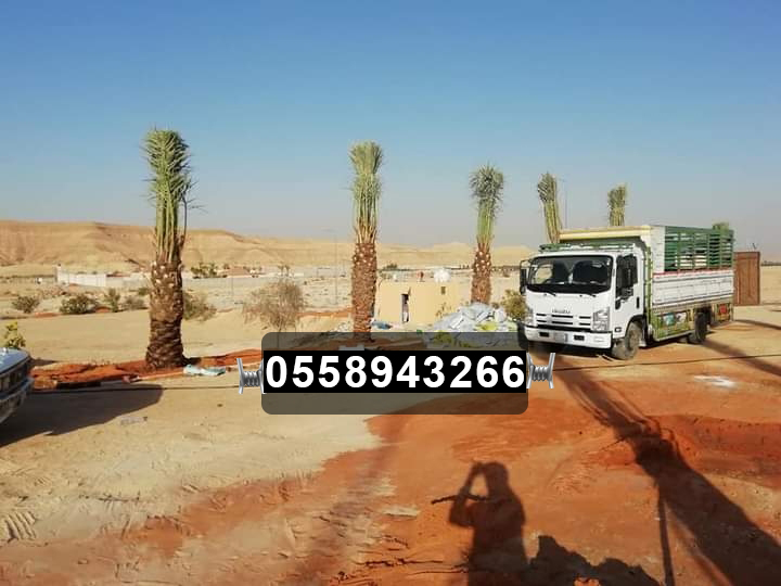 صور نخيل زينة ونخيل عربي