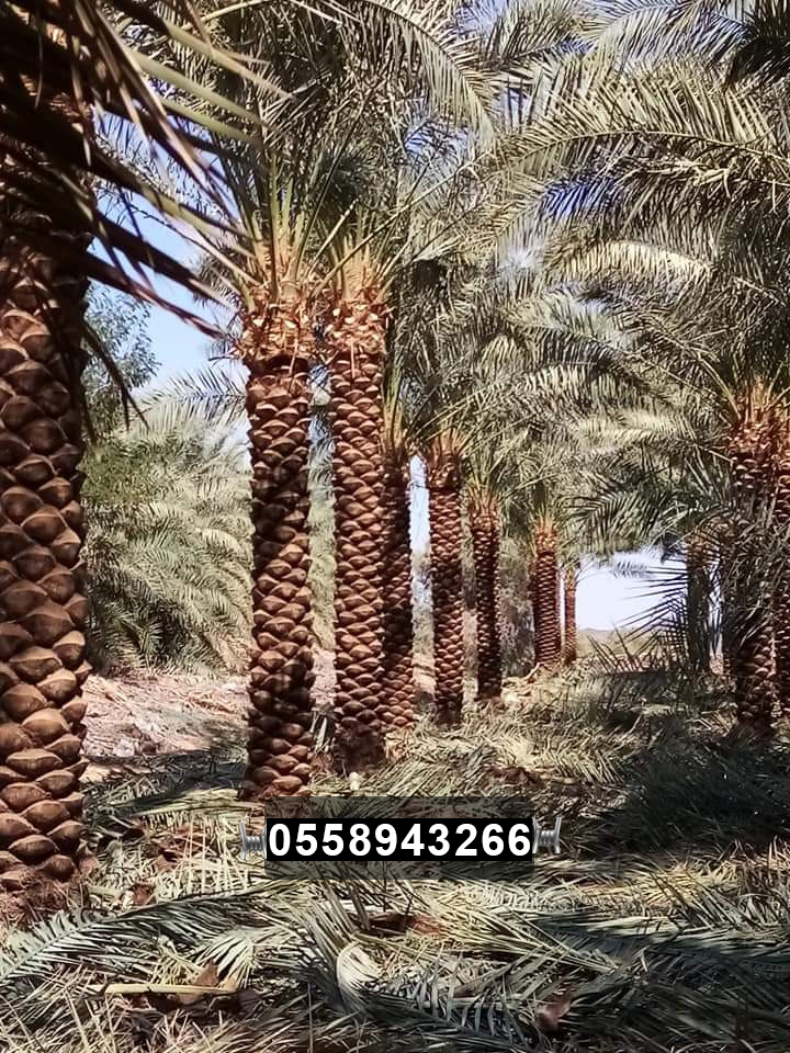 صور نخيل زينة ونخيل عربي