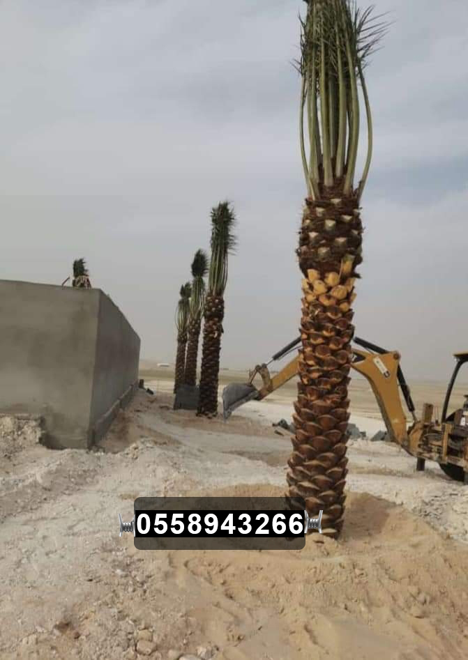 صور نخيل زينة ونخيل عربي